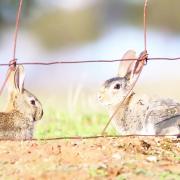 Rabbits
