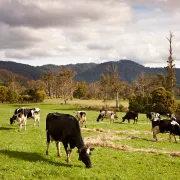 Pyengana Dairy