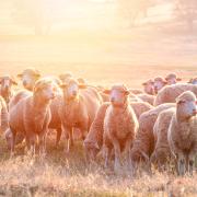 Sheep