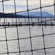 A salmon pen