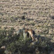 A deer