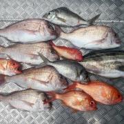 Fish caught Adrian Beach