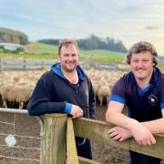 Top shearers