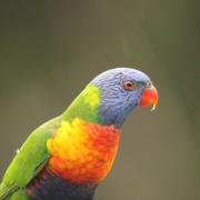 A rainbow lorikeet