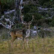 Wild deer in Tasmania. Photo Zac Bartels.