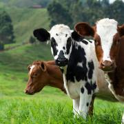 Dairy cows
