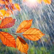 Rain