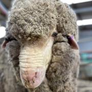 Trufusis Merino Stud's Supreme Champion