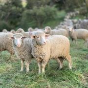 Merino sheep