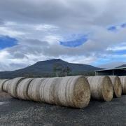 Hay bales