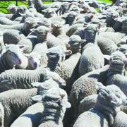 A pen of sheep