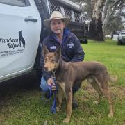 Pandara Kelpies Matthew Johnson and the dog he sold