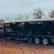Transporting livestock