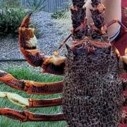 Rock Lobster