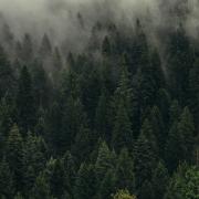 A forest