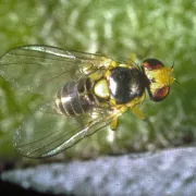 Serpentine leafminer