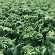 Lettuce