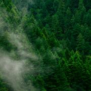 A forest
