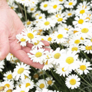 Pyrethrum daisies in full bloom