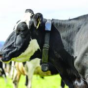 Halter’s virtual fence