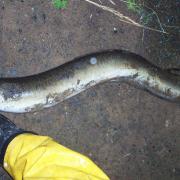An eel