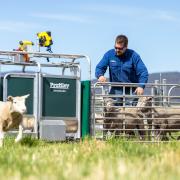 Tagging sheep