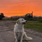 Bronte the 11-year-old border collie might be in her sunset years working Angus cattle on the Barwick’s  Mount Direction farm, but she sure knows how to enjoy the vivid winter skies. 