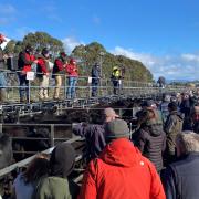 Powranna Saleyard