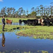 Tolivar Angus Stud farm manager Hayden Harper 