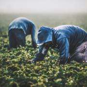 Harvesting