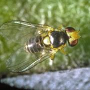 Serpentine leafminer
