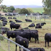 Landfall angus