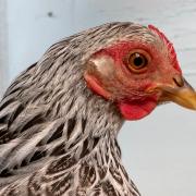 Rare Breeds Poultry Show