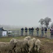 Action from the 2026 Woolworths Tasmanian Young Farmer of the Year Competition runoffs