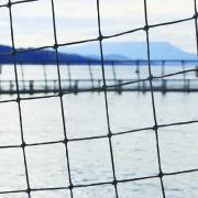 One of the salmon pens at Storm Bay