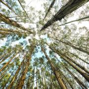 Trees