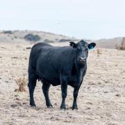 Cattle