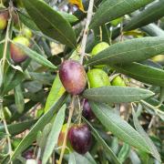 Olives