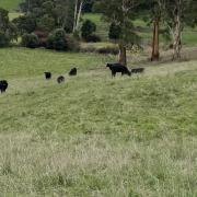 Huge rate rise for Launceston farmland