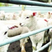 Early spring lambs are coming on interstate