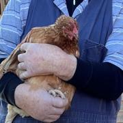 Advice is to protect poultry