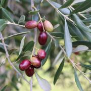 Olives on the tree