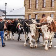 Brian Fish and his bullocks
