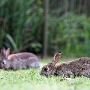 Rabbit