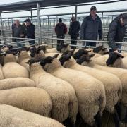 Record-breaking pen of NobleLea lambs at Powranna