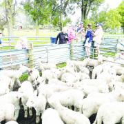 Lambs