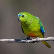 Orange bellied parrot