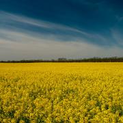 Canola