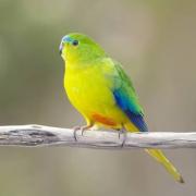 Orange-bellied parrot