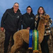 Toffeemont Cranakan, which was the reserve champion adult male.